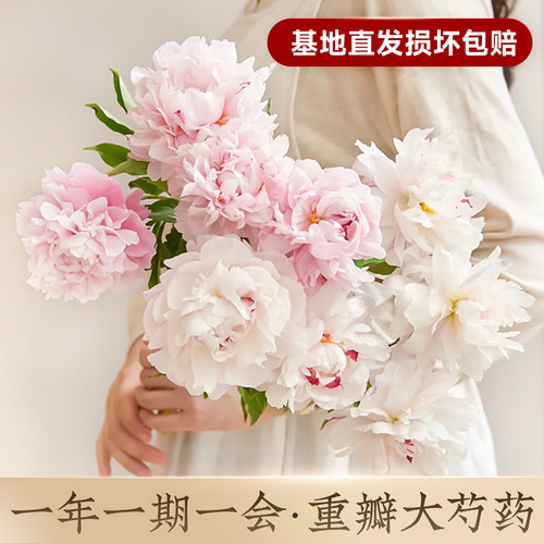 山东芍药鲜花油画牡丹重瓣花束云南鲜切花玫瑰百合母亲节山东基地