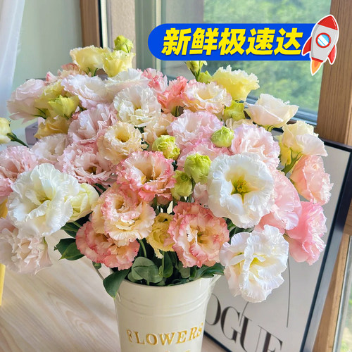 洋桔梗鲜花甜美系鲜花包邮