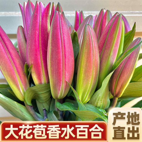 云南昆明鲜花基地直发香水百合花束鲜切花水养百合花材批发