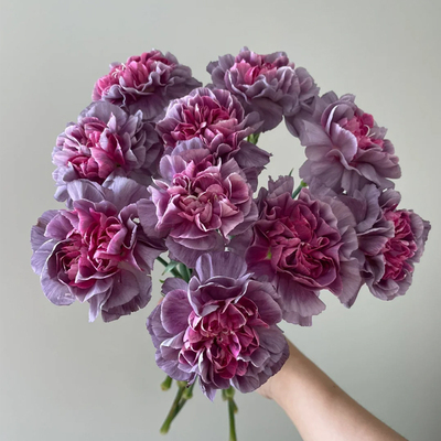 康乃馨送妈妈！基地直发