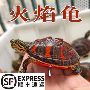 深水火焰龟苗宽纹吃菜龟宠物鱼缸混养乌龟活体水族吃粪观赏龟