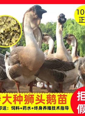 一斤脱温狮头鹅活体正宗特大种狮头鹅潮汕狮子头鹅灰狮头鹅宠物鹅