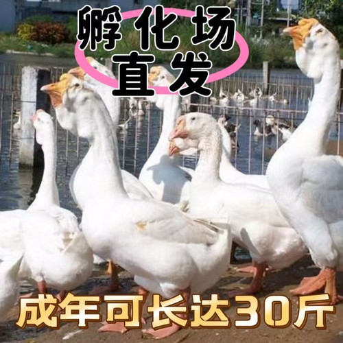 （6只装）正宗纯种白狮头鹅看家鹅特大观赏鹅农家散养【宠物鸭】4