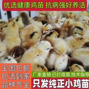 五黑鸡小鸡活苗三黄鸡苗土鸡苗种蛋青脚麻鸡苗九斤红脱温鸡苗宠物