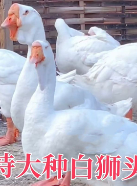 一斤正宗白狮头鹅优质种纯种狮头鹅散养脱温小鹅宠物鹅