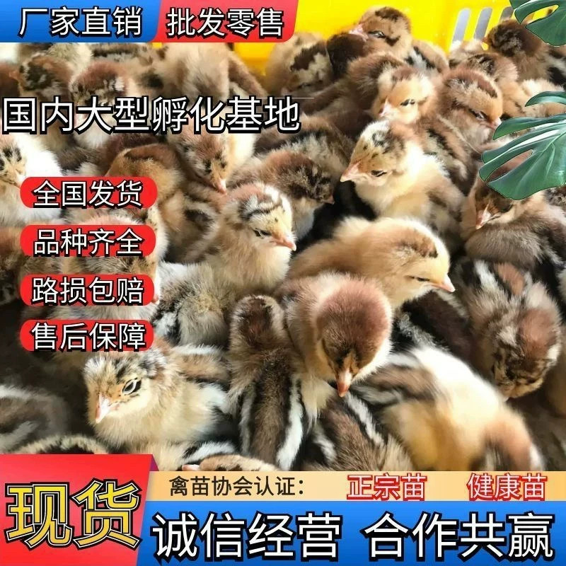 萌宠小黄鸡活体幼崽疫苗齐全新手易养可当宠物可当家禽