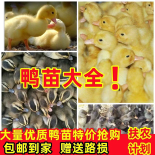 鸭子活苗高产蛋麻鸭苗活体大种青头鸭绿头鸭旱鸭水鸭小鸭子宠物鸭