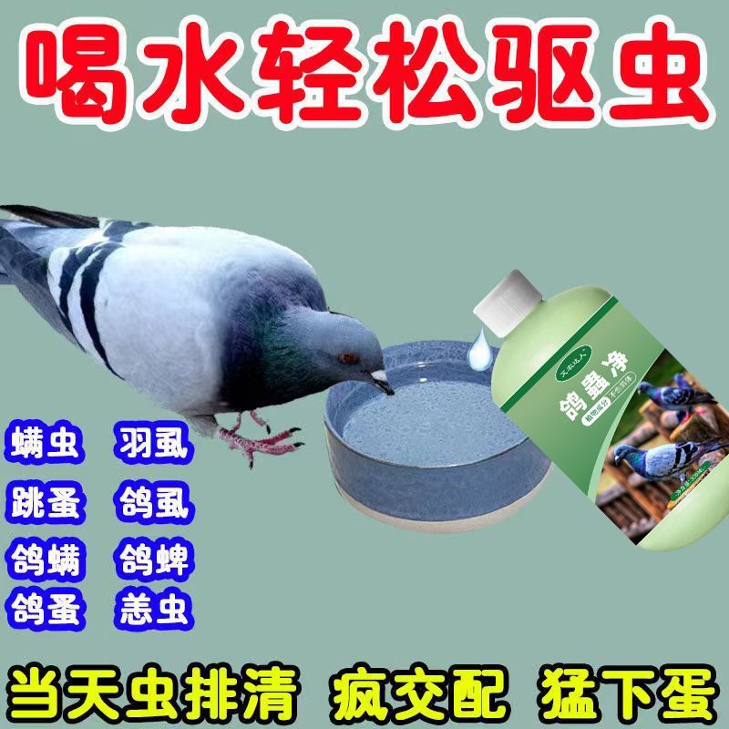 鸽虫清毛滴虫赛鸽信鸽肉