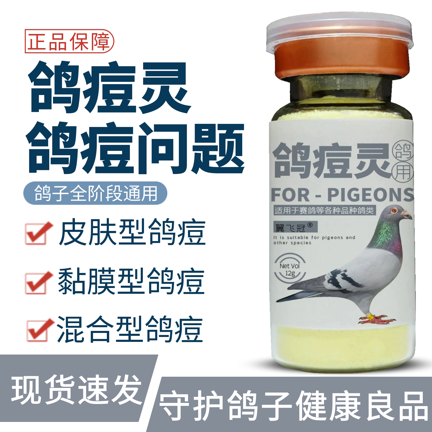 鸽子兑水鸽痘大全肉鸽信
