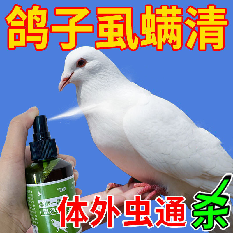 鸟体外驱虫鸽子常啄毛异