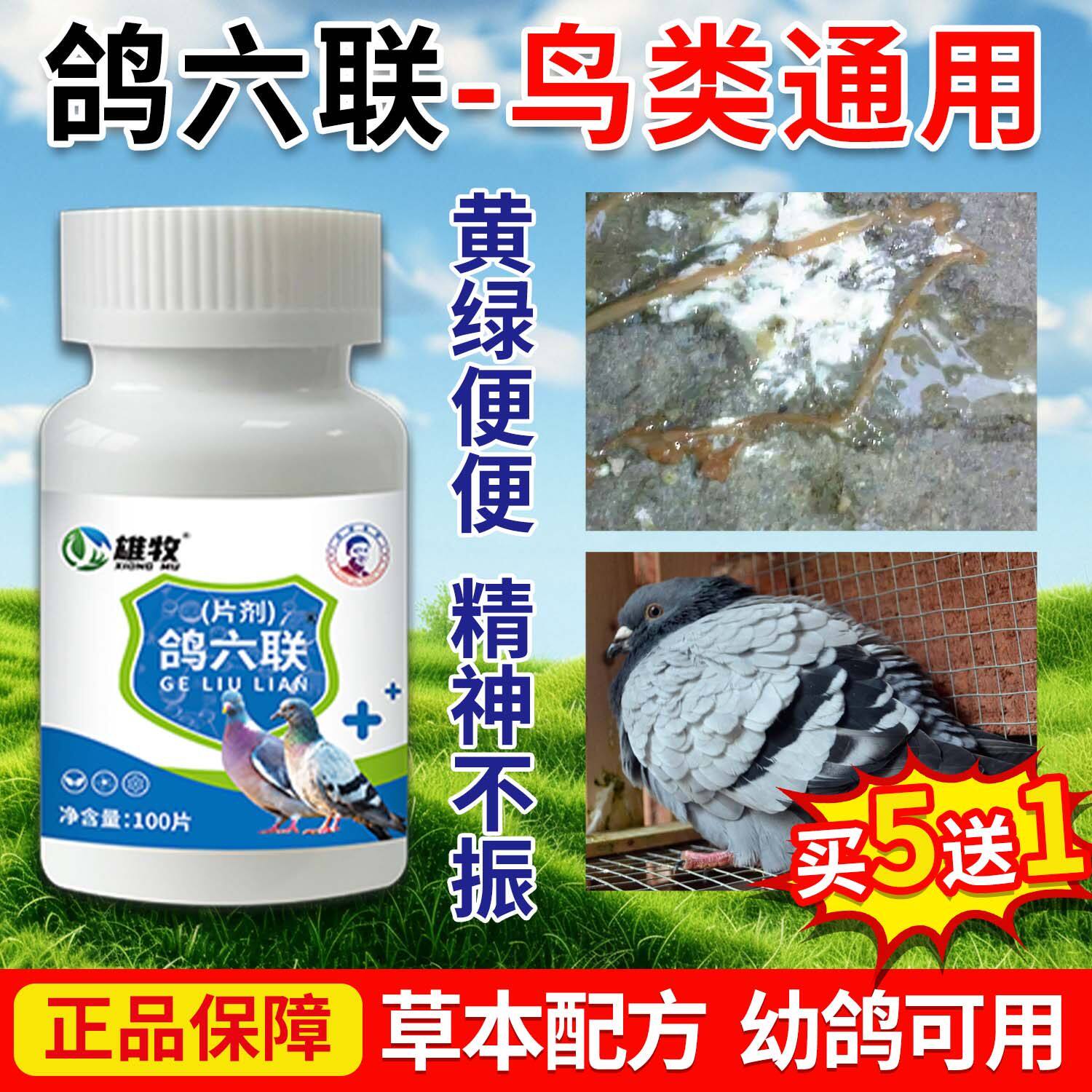 鸽六联鸽子专用拉水绿稀便炸毛无精神新常城见鸽歪脖鹦鹉