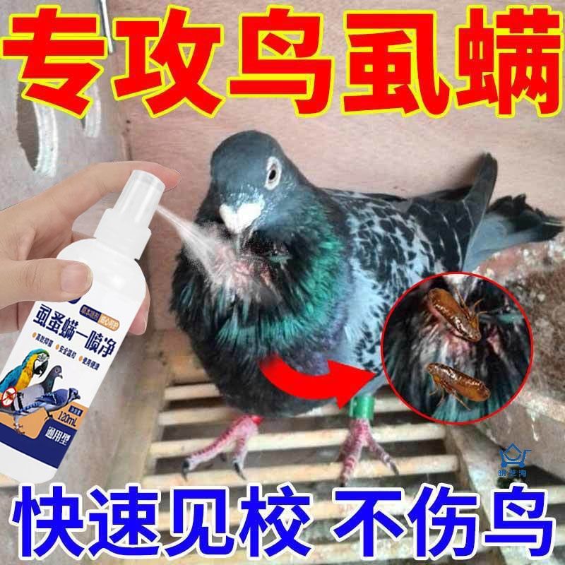 鸽子用品鸽药去除顽固性