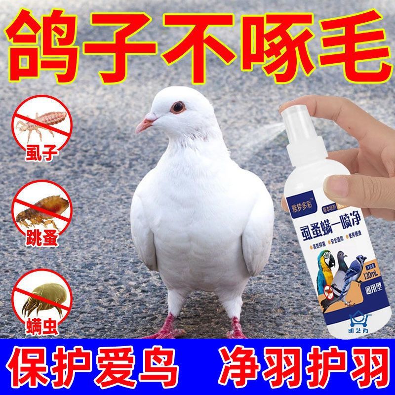 鸟体外驱虫药鸽子身上寄