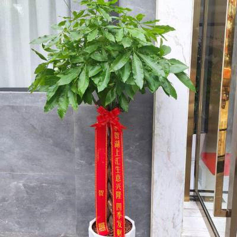 五辫发财辫子发财乔迁送礼开业重庆大型绿植水泥盆植物编织发财树