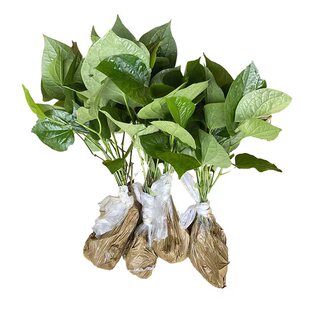 假蒌叶苗现挖现发新鲜蛤篓苗急捞叶青蒌叶野生娄叶假蝼炒田螺配菜