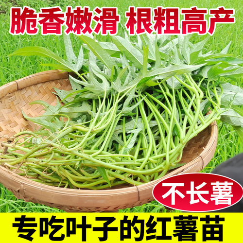 广西食叶型红薯苗当天现摘现发
