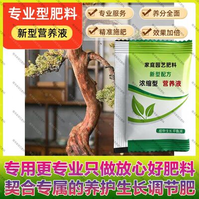 原生老桩系鱼川真柏常青水肥专用肥料养护营养液办公室茶室中式造