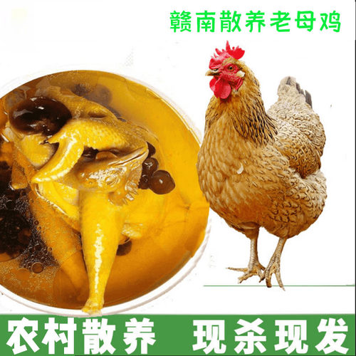 赣南老区农村老母鸡土鸡农家散养正宗土鸡走地鸡新鲜现杀整只