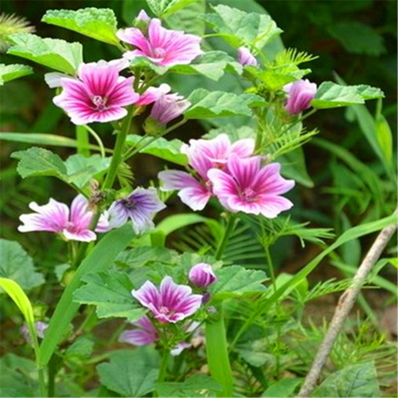 马络葵种子金花葵种子菜芙蓉花大花秋葵芙蓉葵四季开花锦葵种籽