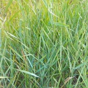 披碱草种子护坡固土草籽矿区耐盐碱草坪种子件碱茅草矿区覆绿沙地