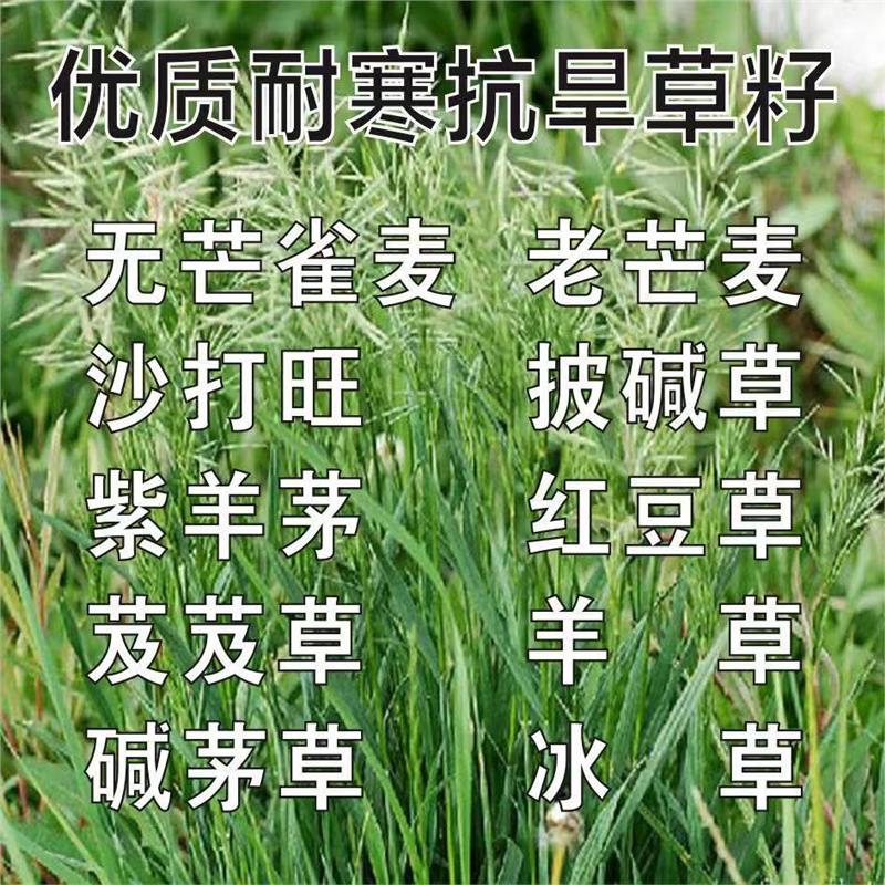 无芒雀麦种子沙打旺碱茅草