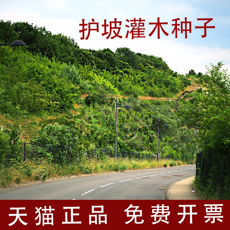 灌木种子紫穗槐多花木兰银合欢刺槐猪屎豆护坡固土公路绿化草种籽