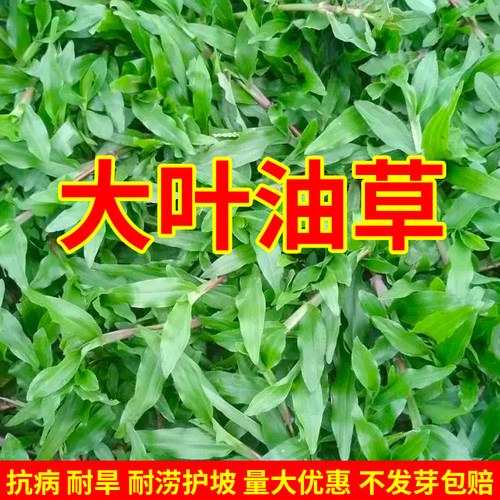 大叶油草籽种子矮生地毯巴