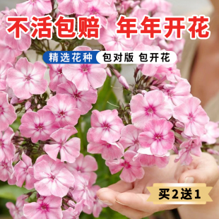 低矮耐寒芝种子福禄考花籽花种四季室外北方阳台见土就活花种