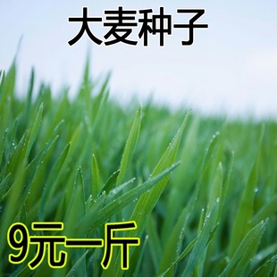 大麦种子芽苗菜种子大麦若叶青汁榨汁大麦苗种子大麦草四季播猫草