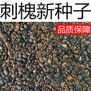 刺槐种子白花刺槐树香花槐紫穗槐种籽洋槐蜜蜂采蜜槐花黄花槐种子