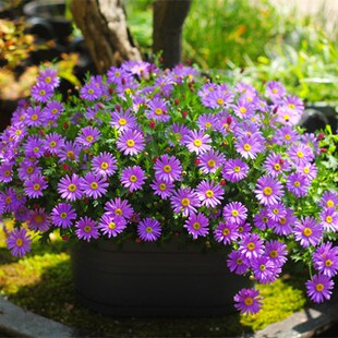 多年生姬小菊花种子四季开花种籽子庭院盆栽花卉植物种孑易活花籽