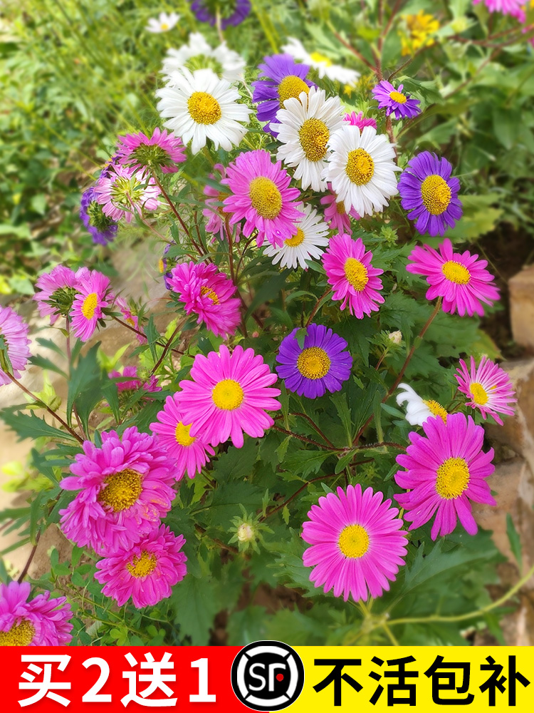 除虫菊种子驱蚊草驱虫菊花多年生混色花种籽子四季播种室内外植物 鲜花速递/花卉仿真/绿植园艺 家庭园艺种子 原图主图