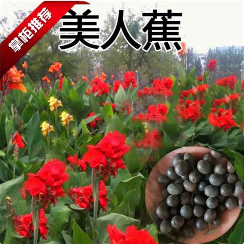 美人蕉种子红艳小花籽芭黄