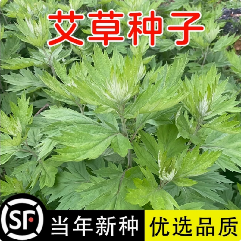 艾草种子野生大叶驱蚊虫可药用食用艾叶靳艾香艾青团青蒿种籽四季