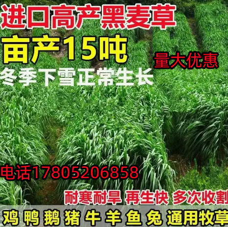 牧草种子黑麦籽多年生南北方