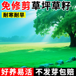 草坪草籽狗牙根马尼拉庭院四季常青黑麦草护坡绿化地毯草皮草种子