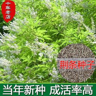 荆条籽牡荆黄荆柴黄金子蜜源绿肥护坡固土防风沙荒山覆绿灌木种子