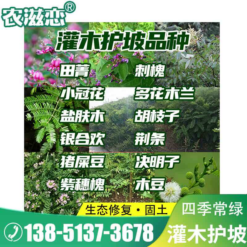 护坡灌木种子紫穗槐刺槐多花木兰胡枝子葛藤荒山复绿护坡固土草籽 - 实物图
