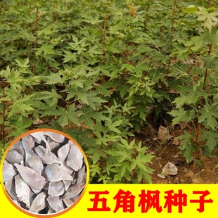 新采优质五角枫元宝枫三角枫红枫树籽观叶风景树绿化植物林木种子