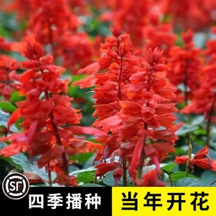 一串红花种子四季多年生阳台庭院盆栽一串蓝花苗花籽串串红花种籽