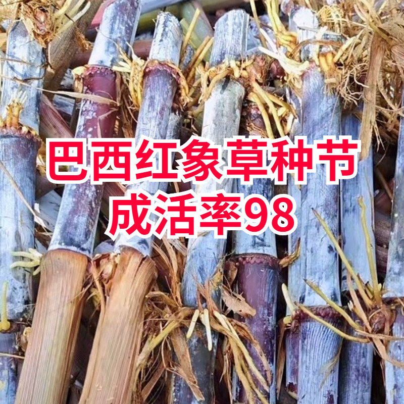 巴西红象草种节紫色皇竹草种子无毛甜象草3号多年生四季巨菌草籽