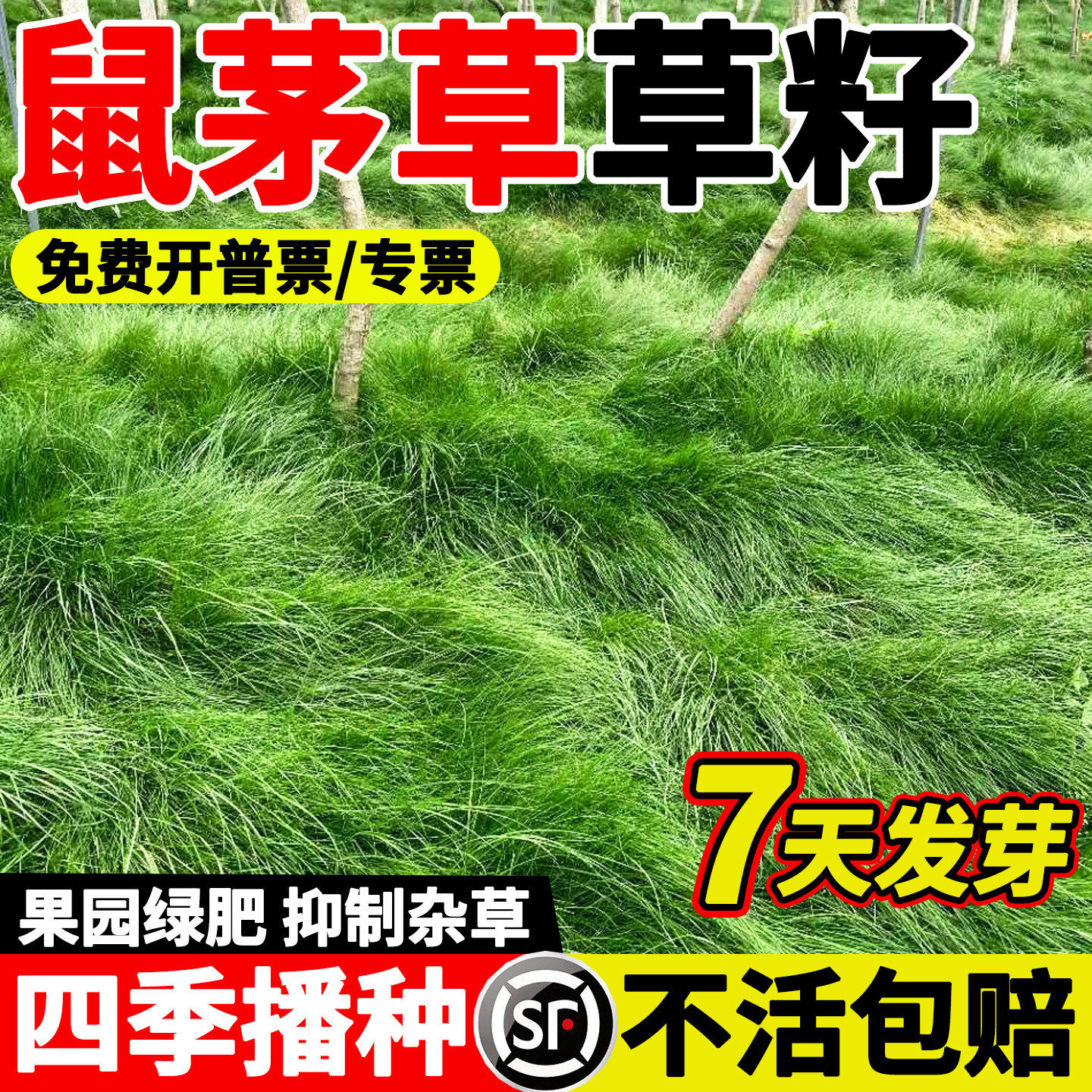 鼠茅草种子果园栽培抑制杂草籽