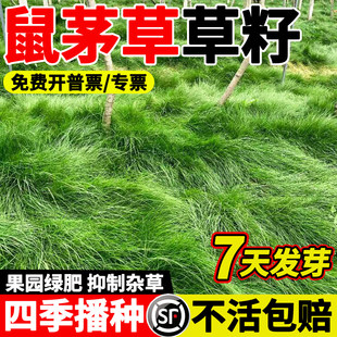 进口鼠茅草种子保湿增肥提升果品品质正宗果园生草栽培抑制杂草籽