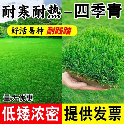 草坪种子籽四季常青绿化护