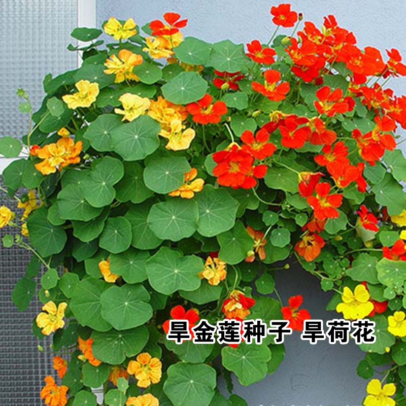 旱金莲种子花籽四季播开荷