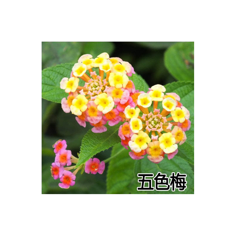 五色梅种子如意草五彩花五雷丹马樱丹种子五色梅盆栽五色梅苗花草