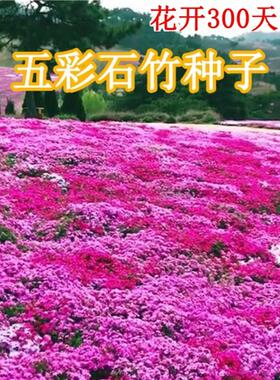 欧石竹初吻花种花籽五彩石竹花四季开花草坪花籽美国常夏石竹种子