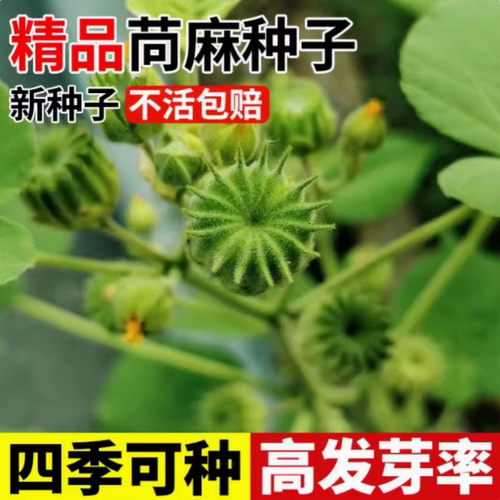 苘麻种子籽青麻种籽野苧麻线麻冬葵种孑小苧子做麻绳用冬葵种籽子