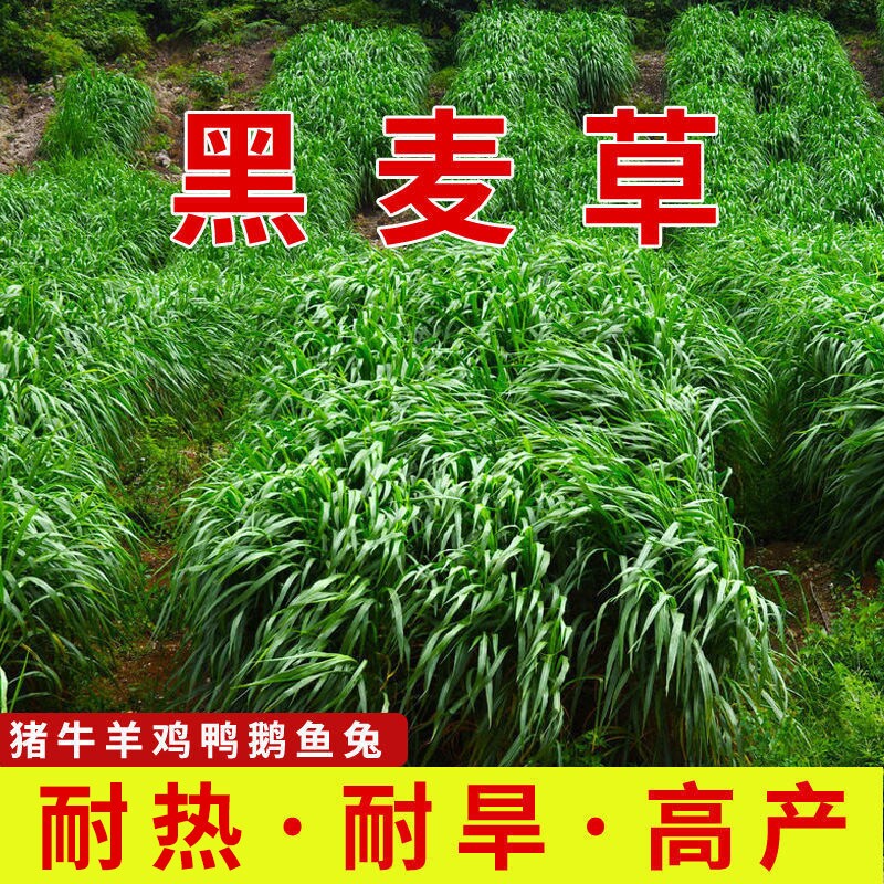 黑麦草种子牧草草籽猫草马牛羊牛鱼兔鸡鸭鹅吃饲料草高产牲畜四季