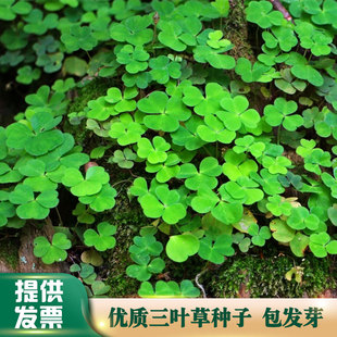 进口三叶草种子四叶草幸运草四季常青园林绿化白三叶草籽草坪籽种